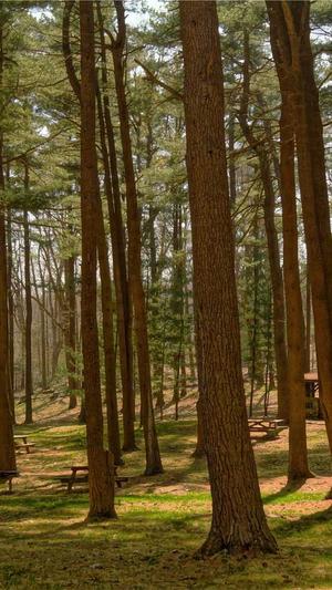 泛目录劫持截图3