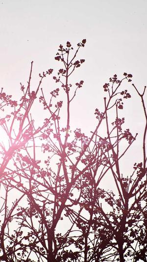 企业seo优化截图1