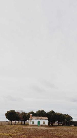 枫林seo工具截图3