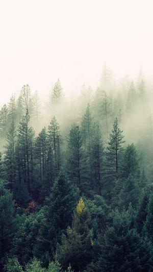 如何辨别真假蜘蛛池截图1