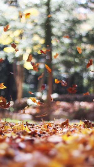 蜘蛛池用处截图3