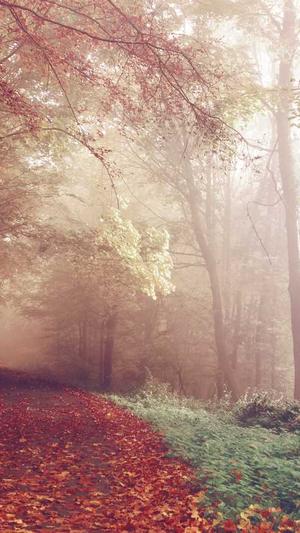 seo工具软件截图3