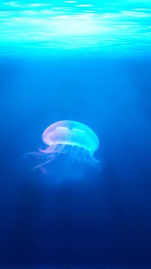 谷歌seo优化工具截图1