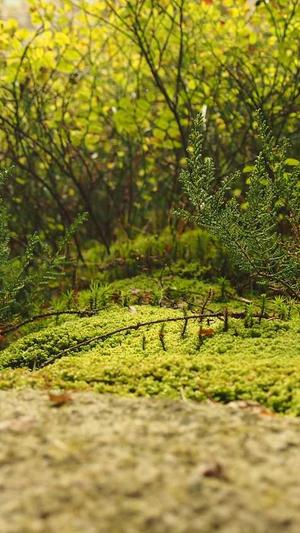 蜘蛛池搭建要求截图3